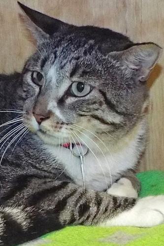 Adopt A Friend: Buster