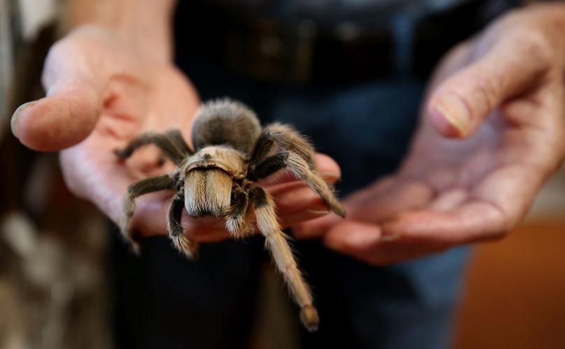 Southern Arizona tarantulas