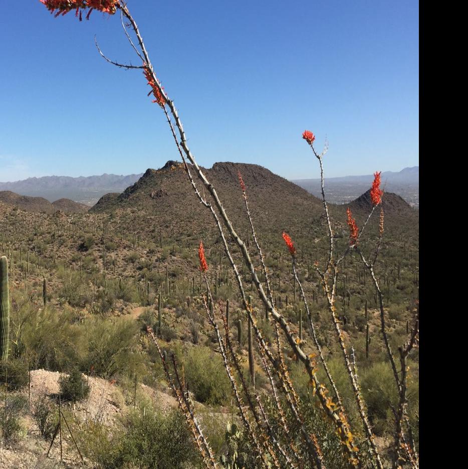 Garden Sage Ocotillo Not Looking As Lush As It Once Was Tucson