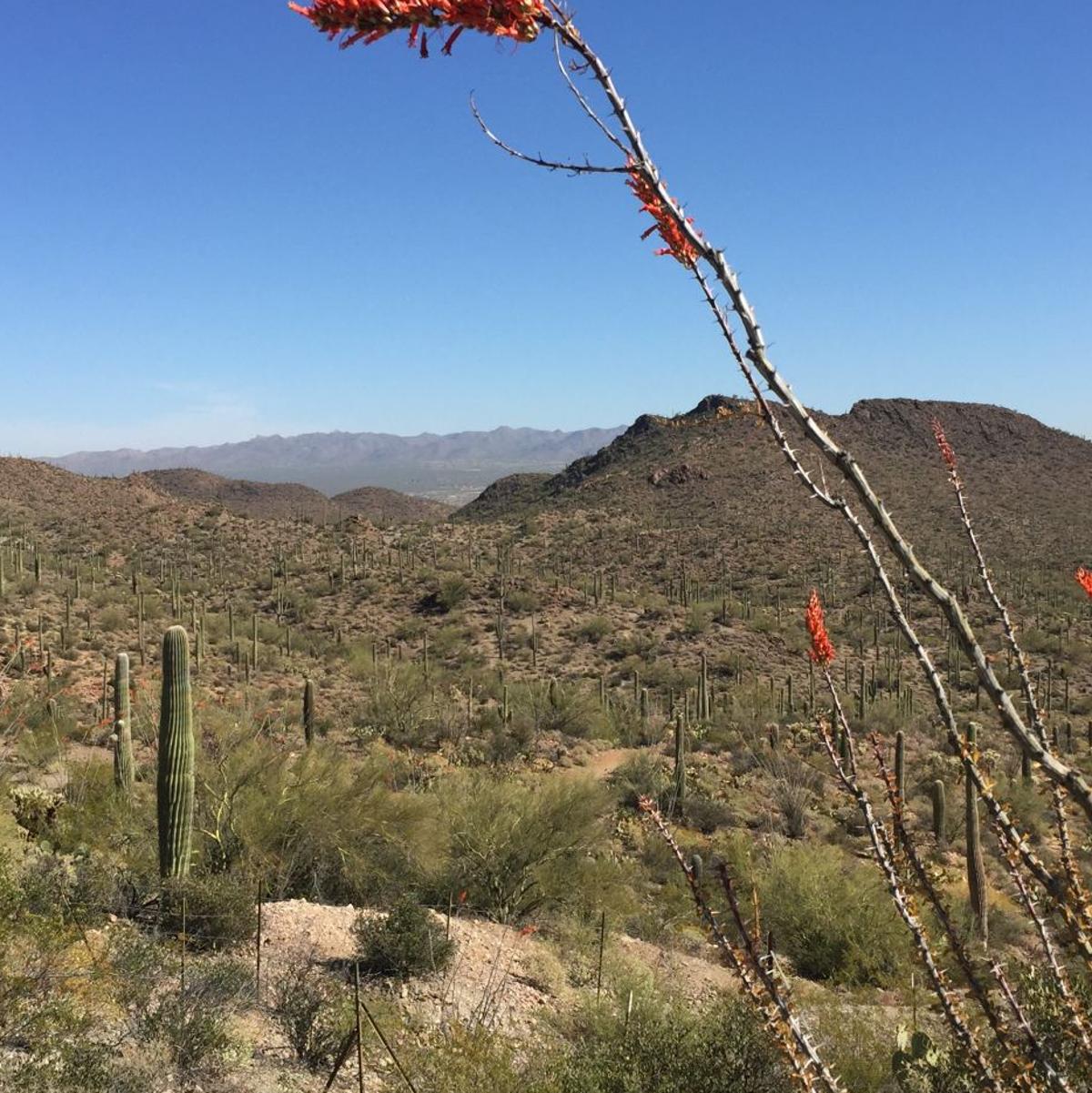 Garden Sage Ocotillo Not Looking As Lush As It Once Was Tucson