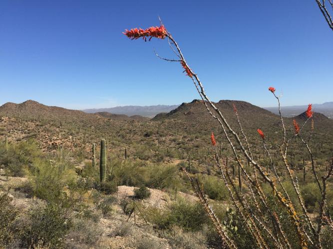 Ocotillos leaf out in response to rain