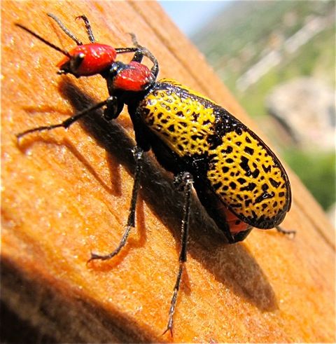 Readers' amazing insects