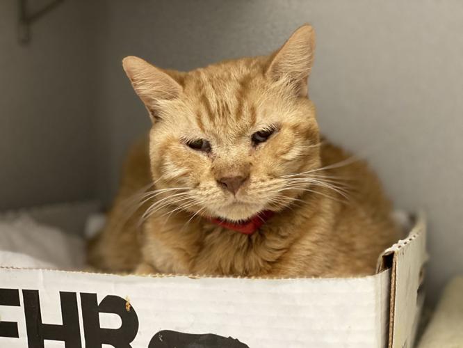 Adopt a friend: Schooner