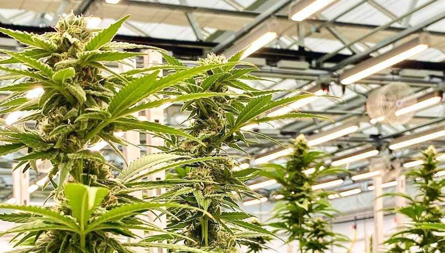 Marijuana plant at The Flower Shop