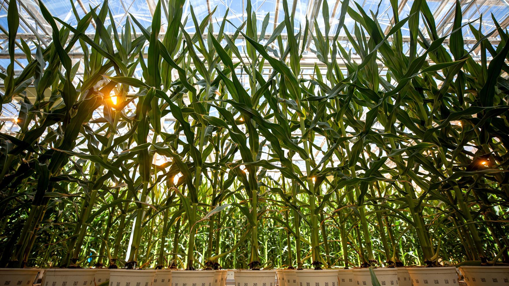 Robots are managing a new greenhouse dedicated to corn production near Marana
