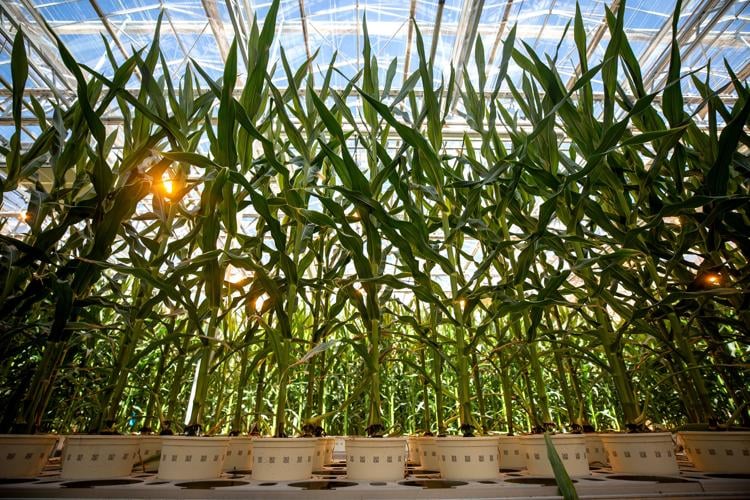 Bayer Automated Greenhouse