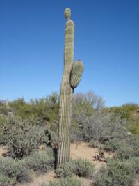 Can I Sell the Big Saguaro That I Have in My Yard?