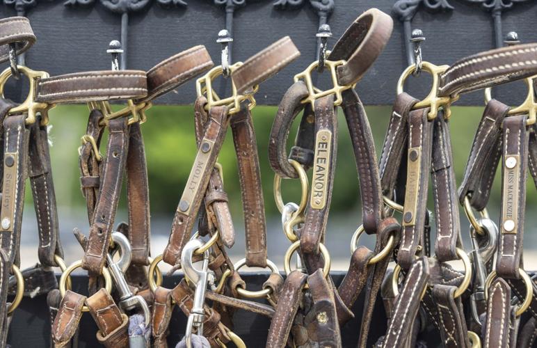 Miniature horses find sanctuary at R&R Ranch