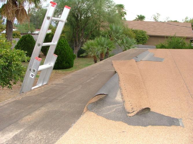 Will Doves and Pigeons Nest Under My Solar Panels?