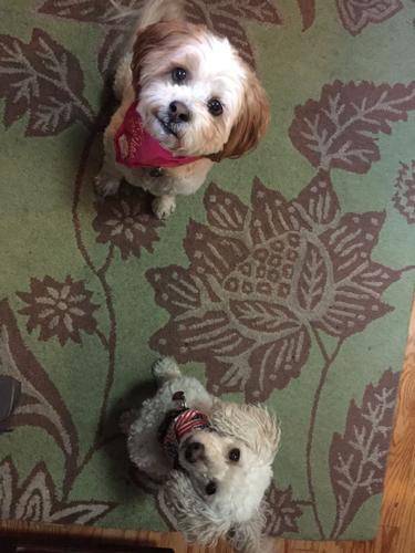 Happy National Dog Day!