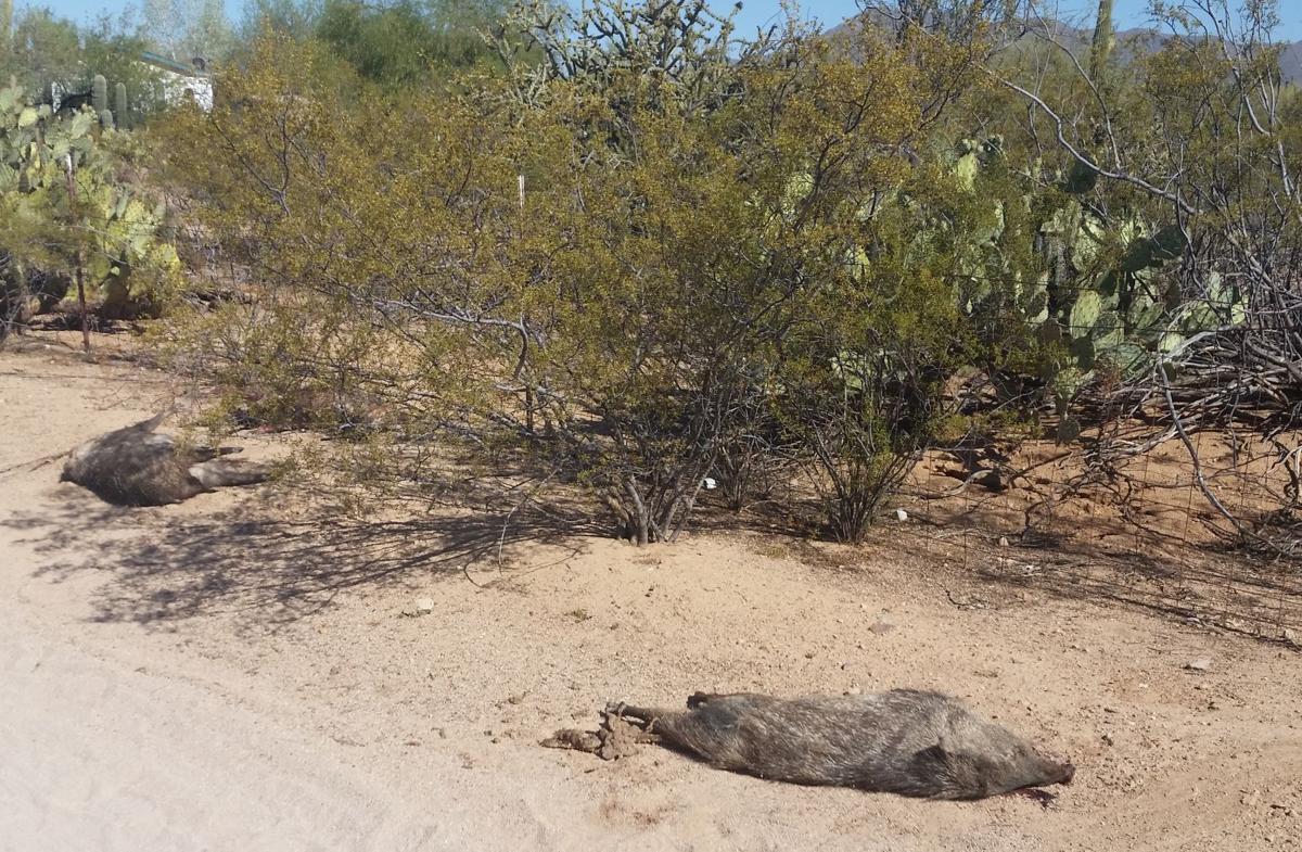 Dead javelinas