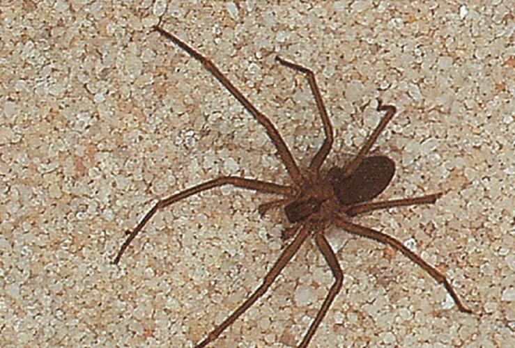 brown-recluse.jpg