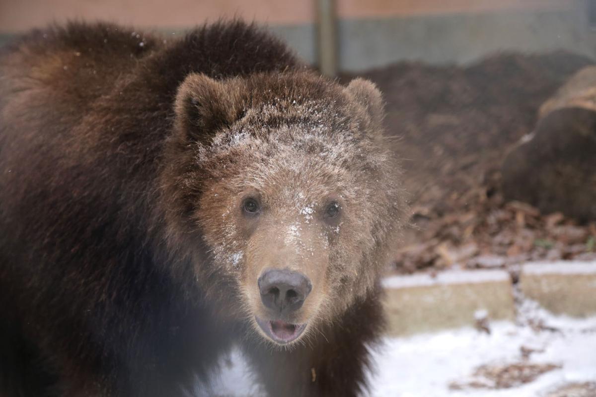 Kodiak Bear Ohio Zoo