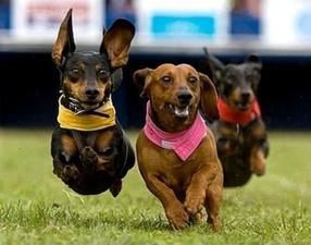 Wiener dog races