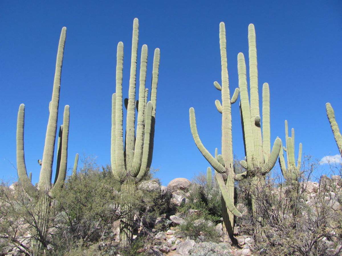 Saguaros along trail