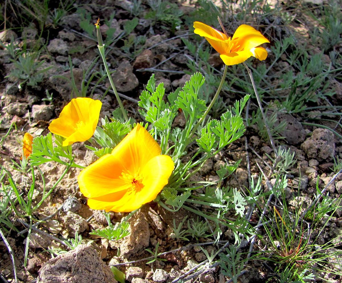 Gold poppies, other wildflowers, are putting on an early show in the