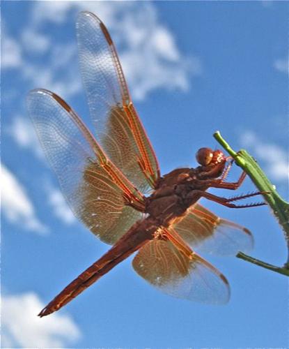 Readers' amazing insects