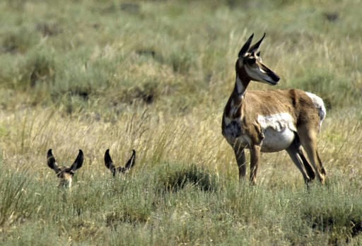 Rule easing public lands transfer concerns hunters, others