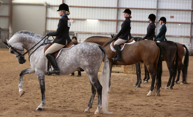 Arabians, riders compete in show of style, skill, beauty    