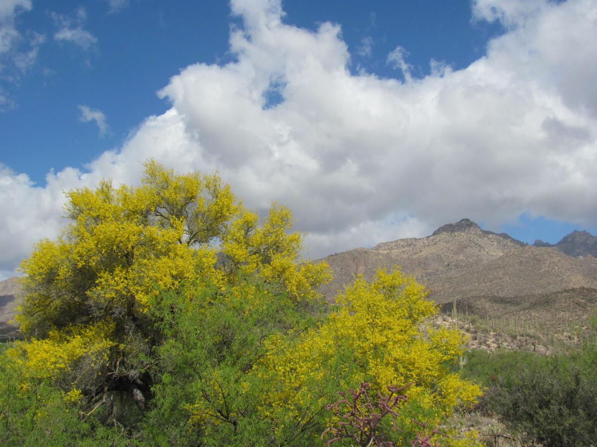 Palo verde blooms in Sabino Canyon