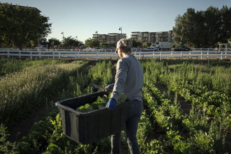 Arizona's Agritopia: A bit of farm and suburbia