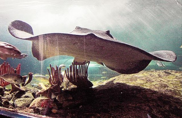 Budget Travel by Arthur Frommer : Aussie Air Pass best way to get about Down Under  