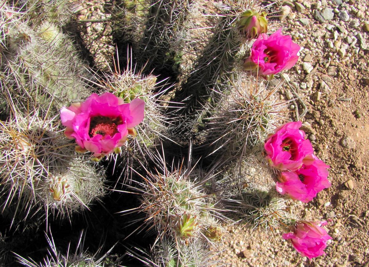7 amazing cacti you'll find in Tucson | tucson life | tucson.com
