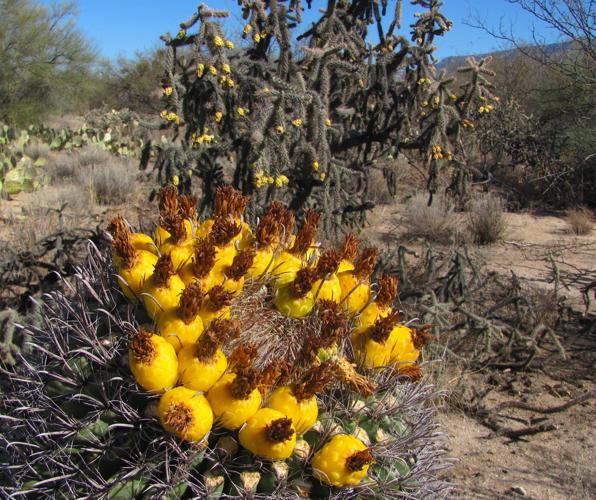 Barrel cactus