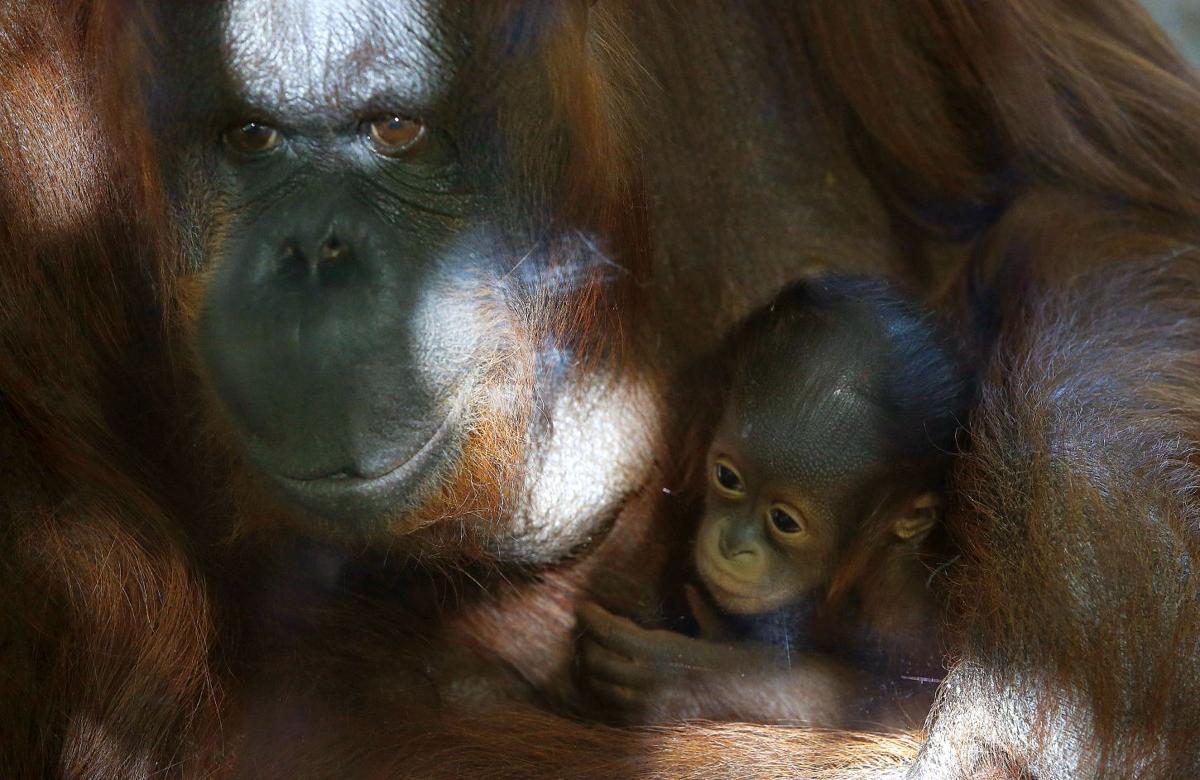 Baby zoo animals