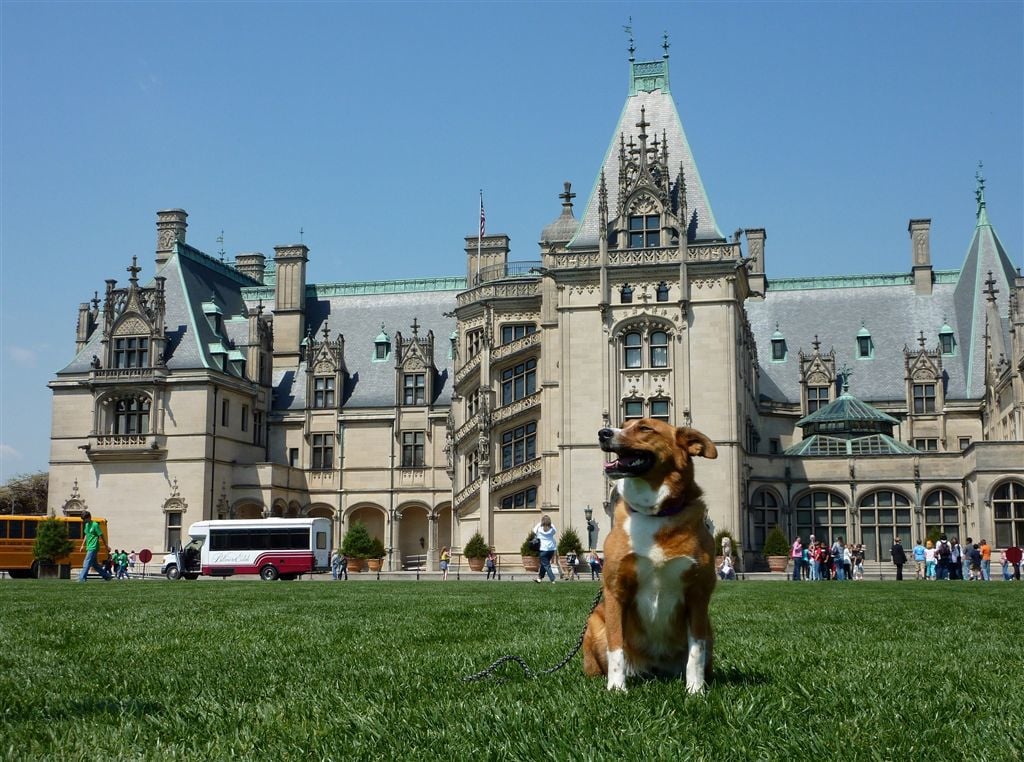 Amazing Asheville, NC: Pleasing to People and Their Pets (image)