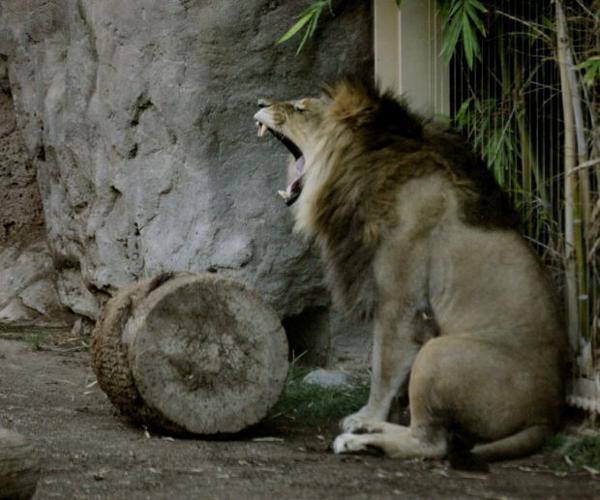 100 days of summer June 11-17 Reid Park Zoo safari