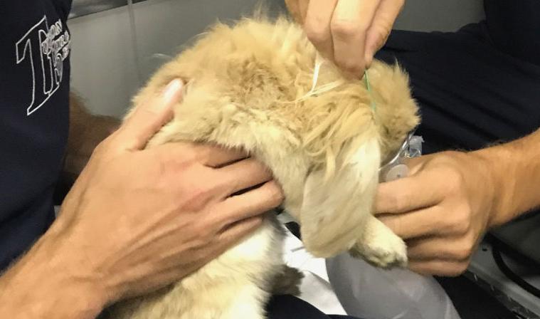 Tucson firefighters save 4 rabbits in fire caused by burning weeds