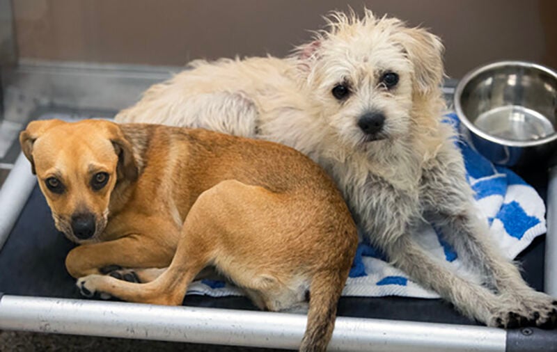 Tucson case pushes number of dogs at Pima Animal Care Center to record