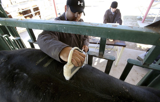Dean tries to bring University of Arizona a new breed of vet school    