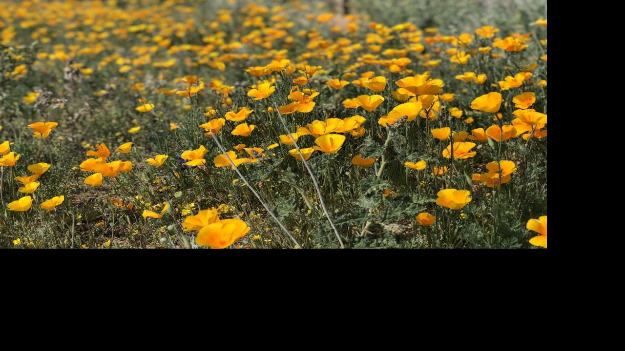 The desert is blooming! Here's your 2020 Tucson wildflower watch 🌼