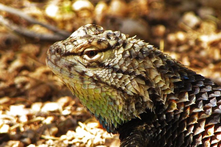 2015 Adventures in Nature photo contest