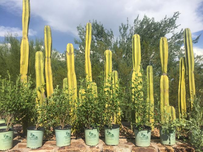 Monsoon Madness Plant Sale