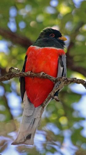 Trogon-for-Photography-Article.jpg