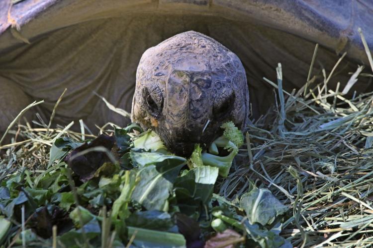 Herbie loves the water..LOVES it