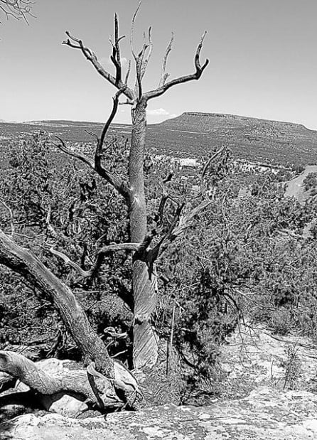 UA tree-ring study could affect use of Colo. river water  