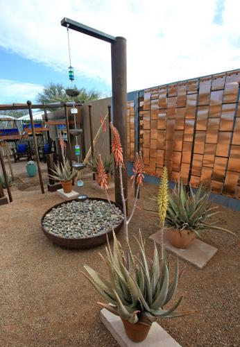 Tucson Botanical Garden Growdown