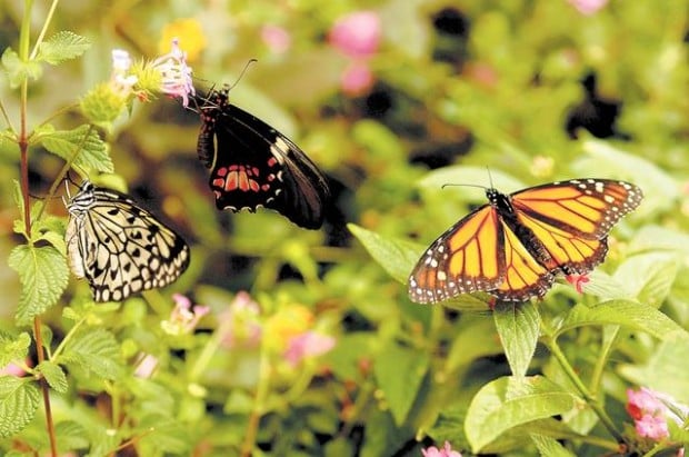 Exhibit at Tucson Botanical Gardens features hundreds of tropical butterflies  