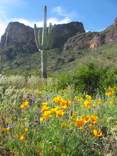 Southwest wildflowers