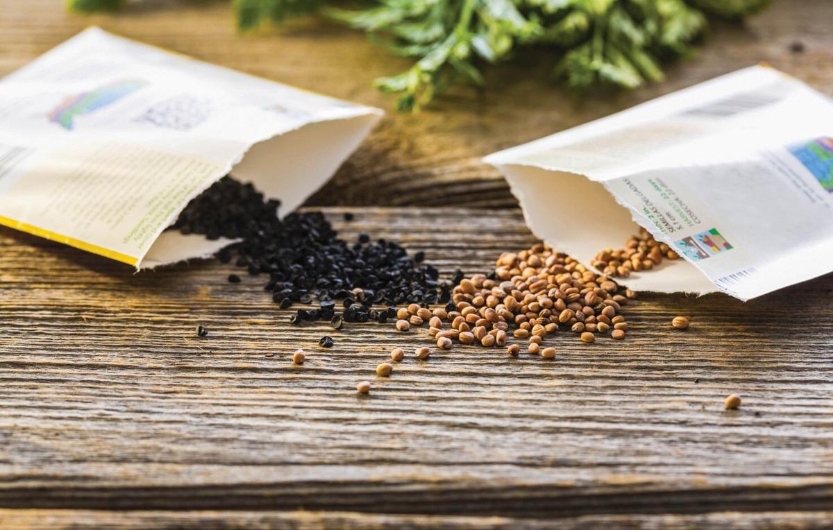 How to save seeds from your Tucson garden