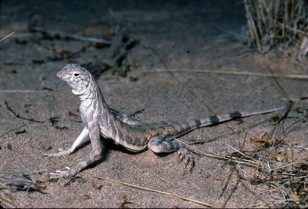 Some reptile species show signs of decline   