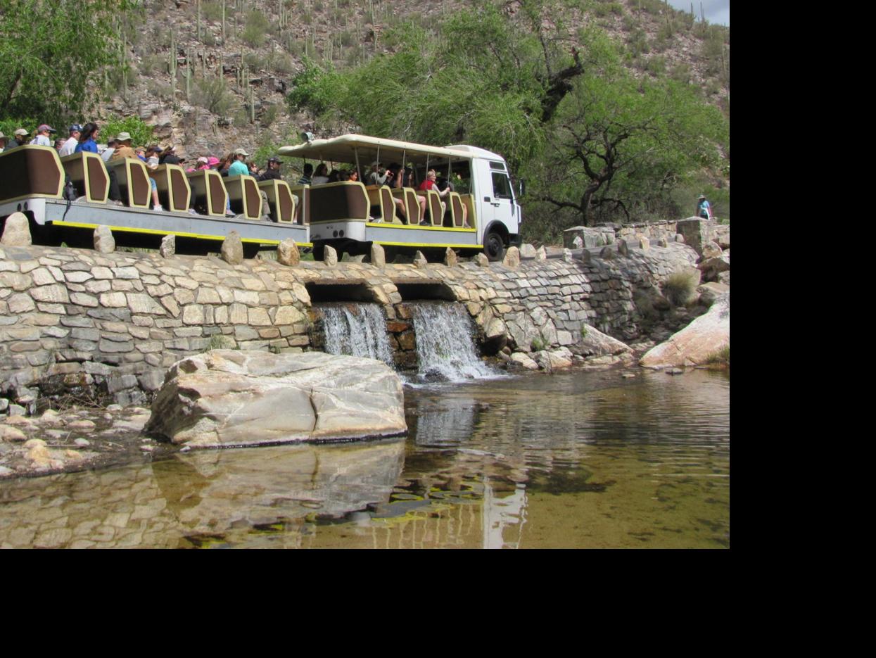Steller Forest Service Shouldn T Compromise On Sabino Trams