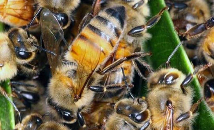 Bees.jpg