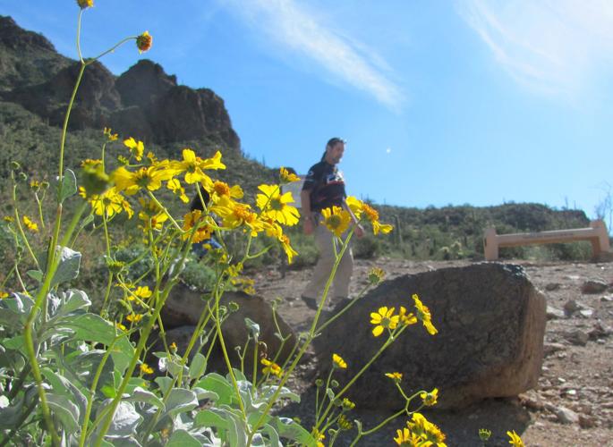 Hiker and brittlebush