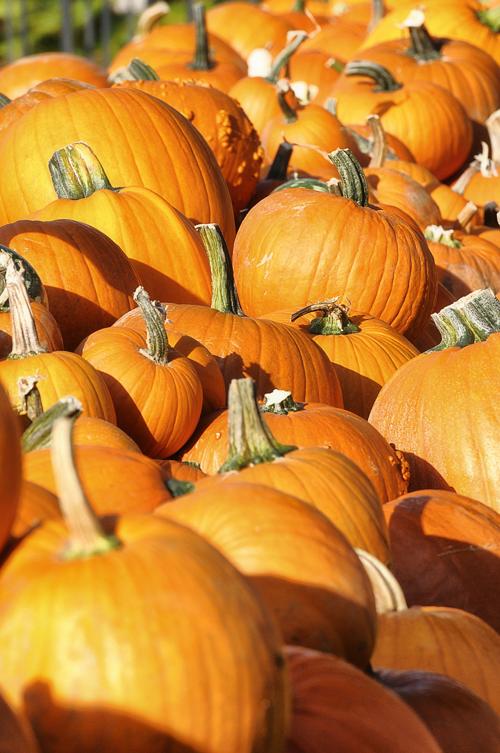 Pumpkins, pumpkins everywhere