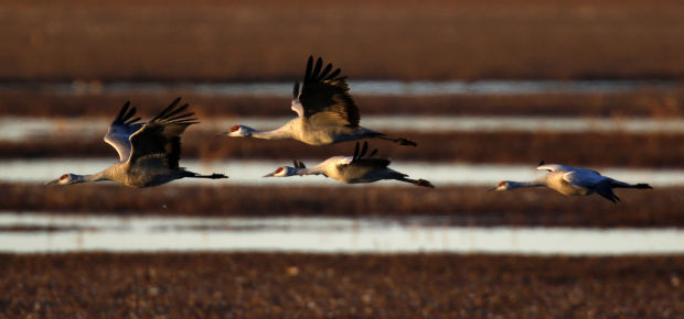 Sandhill Cranes